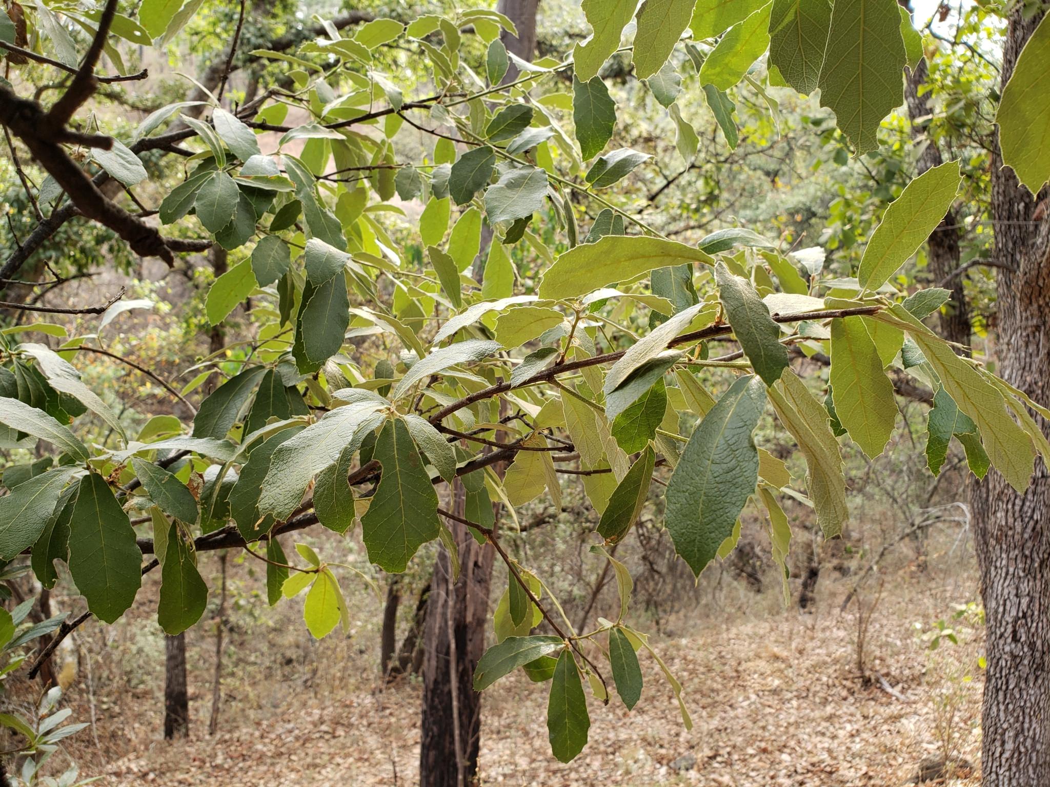 Quercus castanea